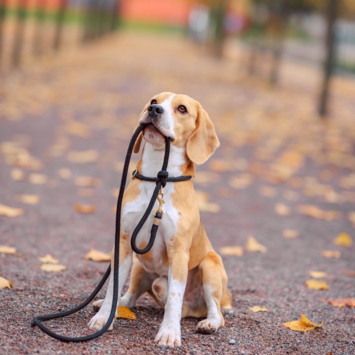 Dog Walks – Daily