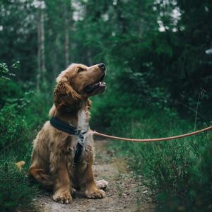 Dog Walks – Occasional