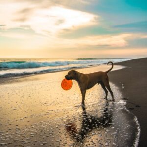 Pet Adventures