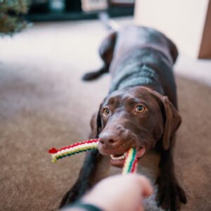 Dog Sitting – Home Visits