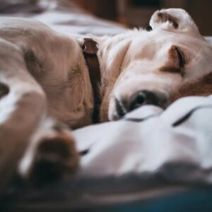 Pet Sitting – Overnight